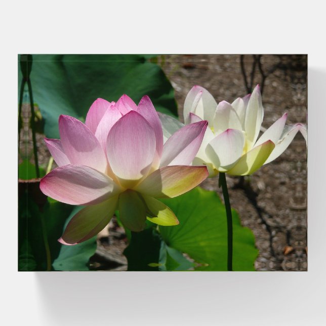 Pair of Lotus Flowers I Paperweight (Front)