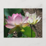 Pair of Lotus Flowers I Postcard