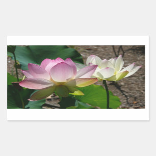 Pair of Lotus Flowers I Rectangular Sticker