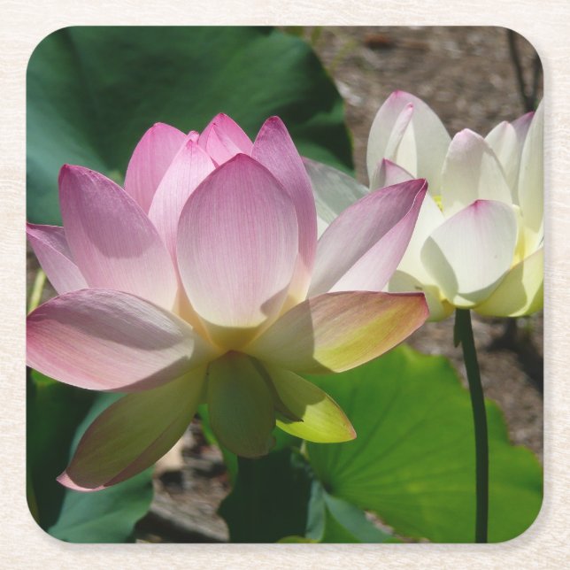 Pair of Lotus Flowers I Square Paper Coaster (Front)
