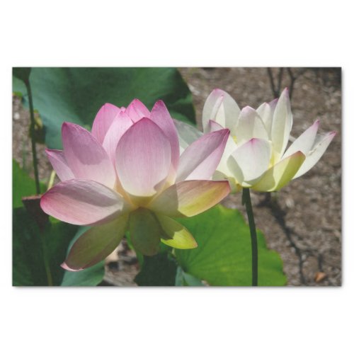 Pair of Lotus Flowers I Tissue Paper