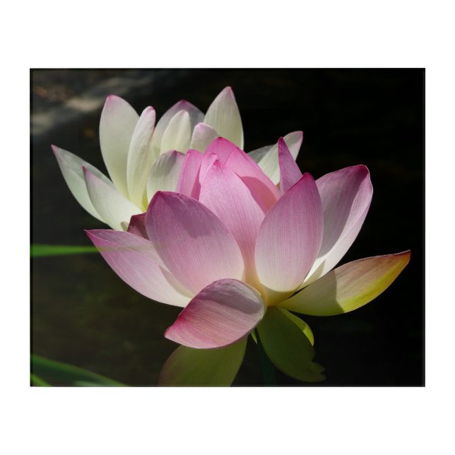 Pair of Lotus Flowers II Acrylic Print (Front)