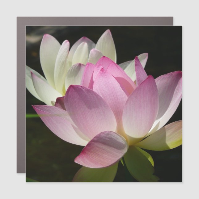 Pair of Lotus Flowers II Car Magnet (Front)