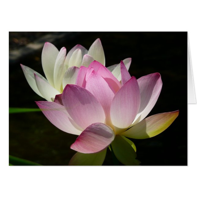 Pair of Lotus Flowers II Card (Front Horizontal)