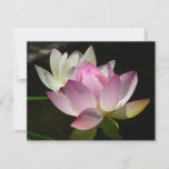 Pair of Lotus Flowers II Card