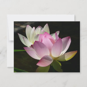 Pair of Lotus Flowers II Card