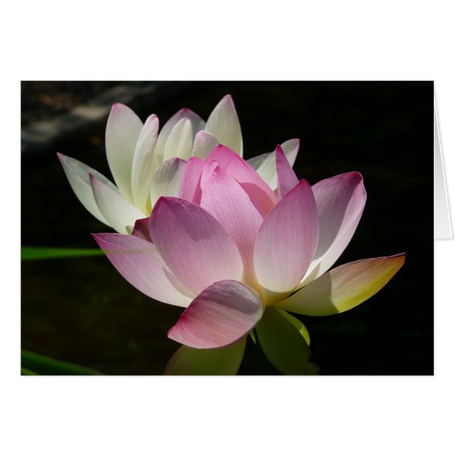 Pair of Lotus Flowers II Cards (Front Horizontal)