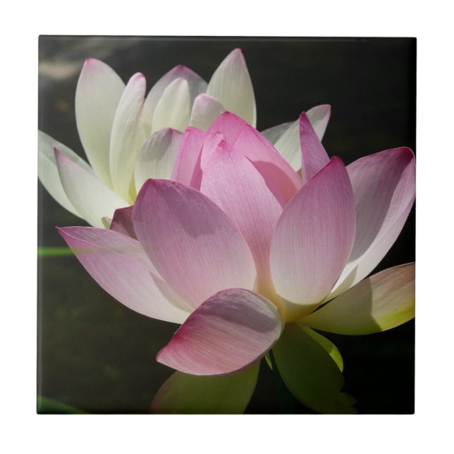 Pair of Lotus Flowers II Ceramic Tile (Front)