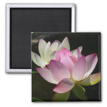 Pair of Lotus Flowers II Magnet