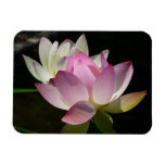 Pair of Lotus Flowers II Magnet