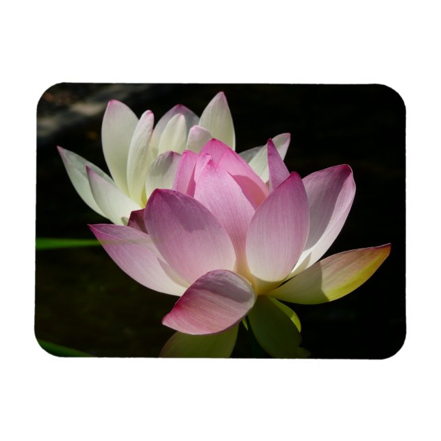 Pair of Lotus Flowers II Magnet (Horizontal)