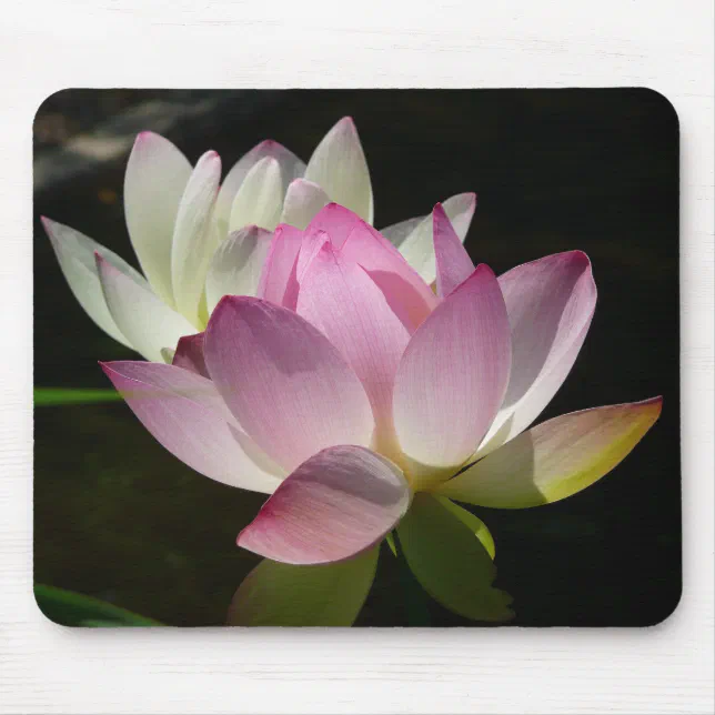 Pair of Lotus Flowers II Mouse Pad | Zazzle