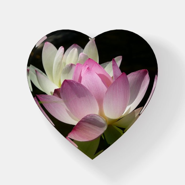Pair of Lotus Flowers II Paperweight (Front)