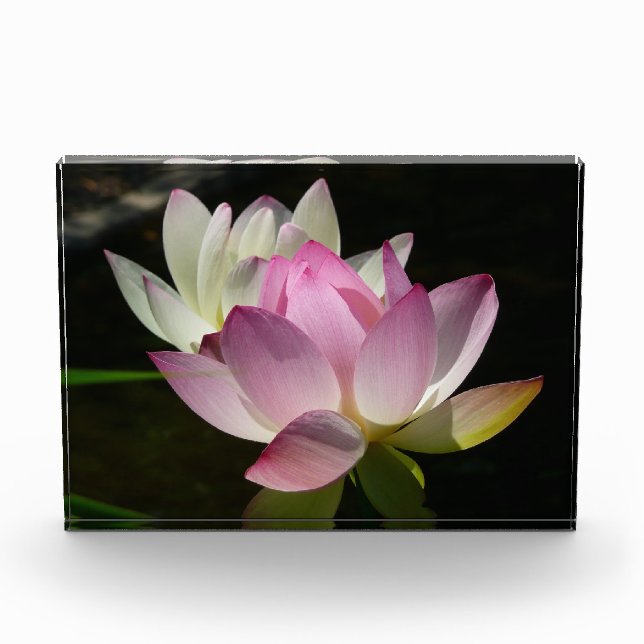 Pair of Lotus Flowers II Photo Block (Front)