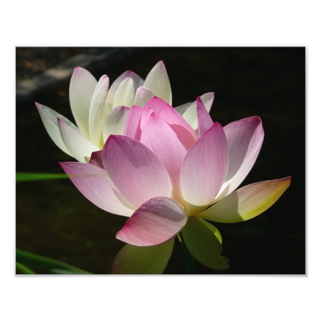 Pair of Lotus Flowers II Photo Print (Front)