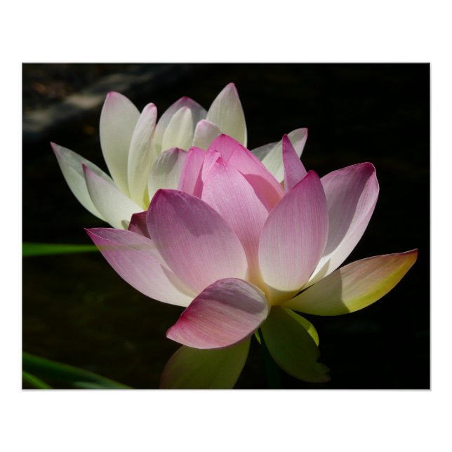 Pair of Lotus Flowers II Poster (Front)