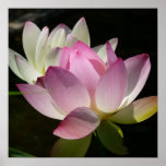 Pair of Lotus Flowers II Poster