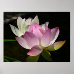 Pair of Lotus Flowers II Poster