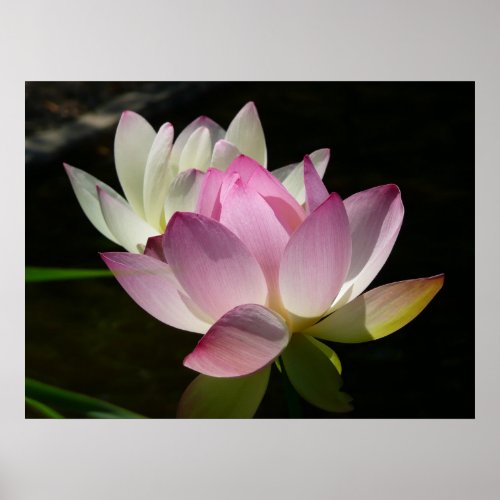 Pair of Lotus Flowers II Poster