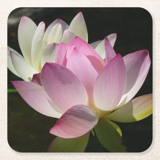 Pair of Lotus Flowers II Square Paper Coaster (Front)