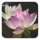 Pair of Lotus Flowers II Square Sticker