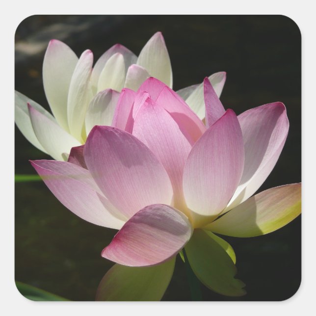 Pair of Lotus Flowers II Square Sticker (Front)