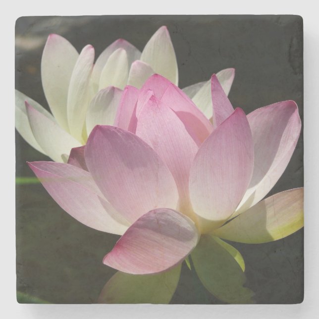 Pair of Lotus Flowers II Stone Coaster (Front)
