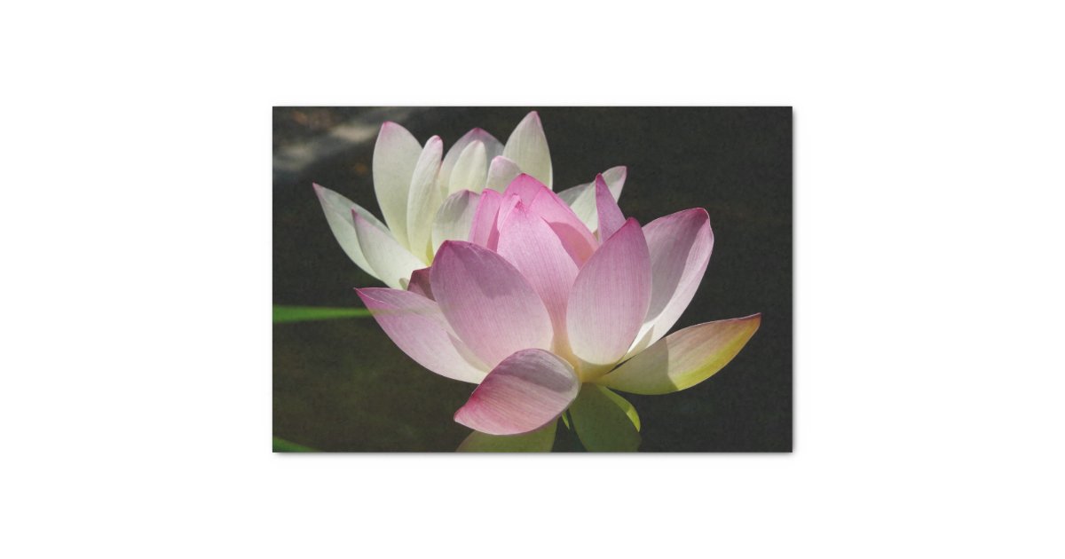 Pair of Lotus Flowers II Tissue Paper Zazzle