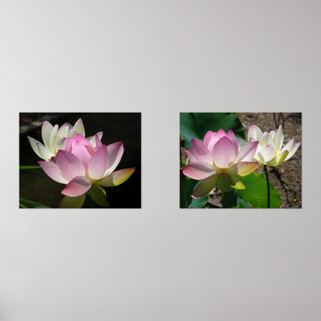 Pair of Lotus Flowers II Wall Art Sets (Front)