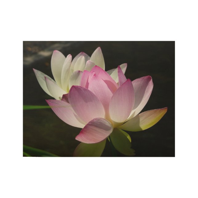 Pair of Lotus Flowers II Wood Poster (Front)