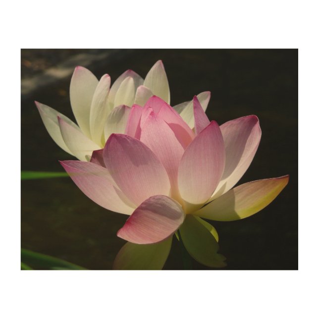 Pair of Lotus Flowers II Wood Wall Art (Front)