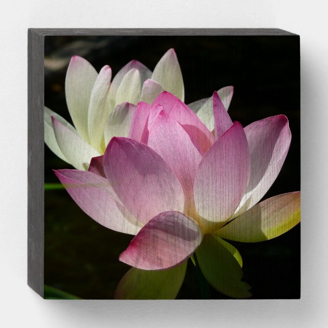 Pair of Lotus Flowers II Wooden Box Sign (Front Horizontal)