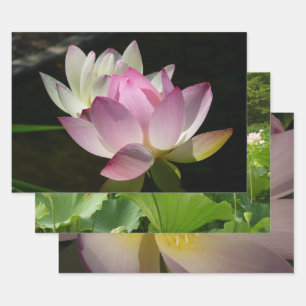 Pair of Lotus Flowers II Wrapping Paper Sheets