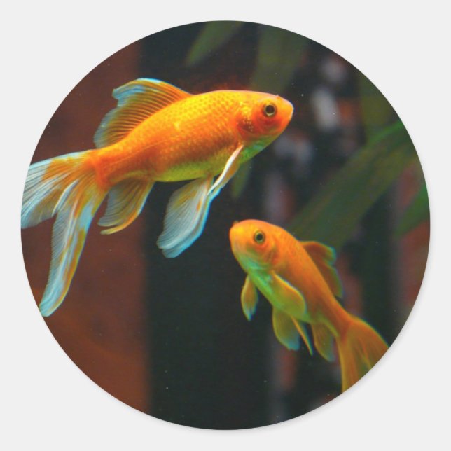 Pair of Lucky Goldfish Classic Round Sticker (Front)