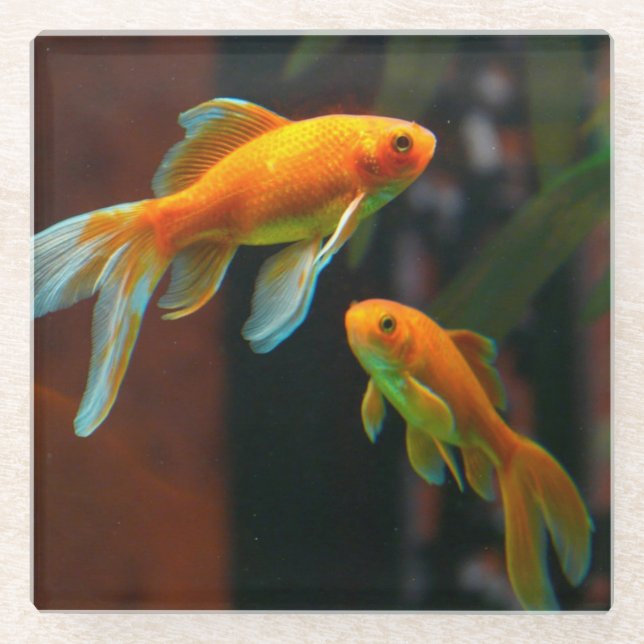 Pair of Lucky Goldfish Glass Coaster (Front)