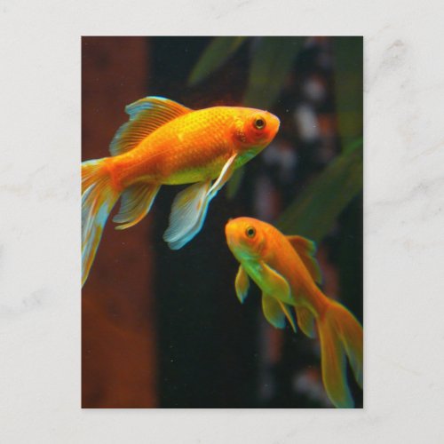 Pair of Lucky Goldfish Postcard