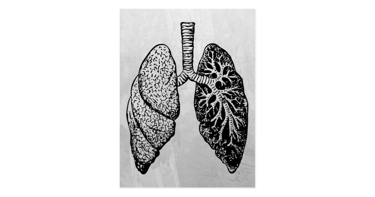 pair of lungs postcard | Zazzle.com