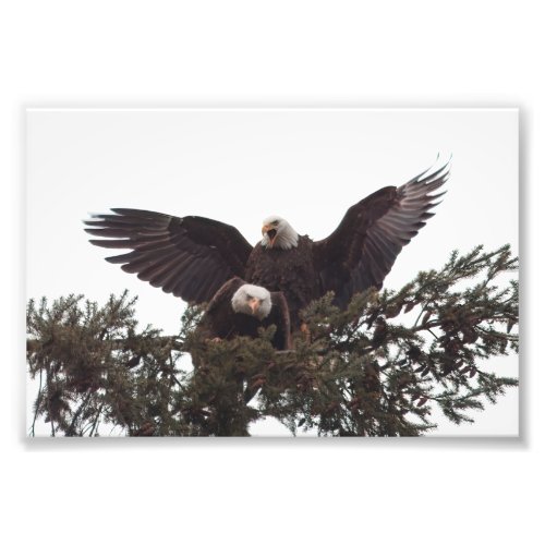 Pair of Majestic Bald Eagles Mating for Life Photo Print