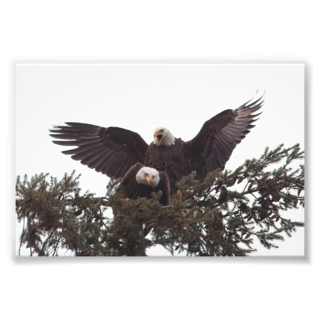 Pair of Majestic Bald Eagles Mating for Life Photo Print (Front)