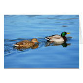 Pair of mallard ducks (Front Horizontal)