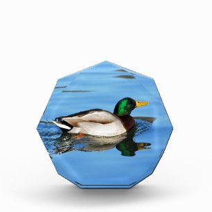 Pair of mallard ducks acrylic award
