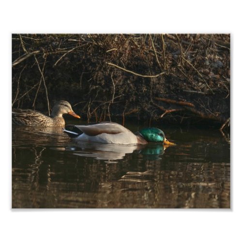 Pair of Mallard Ducks Feeding Photography Print