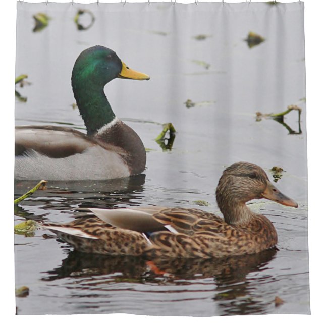 Pair of Mallard Ducks Shower Curtain (Front)
