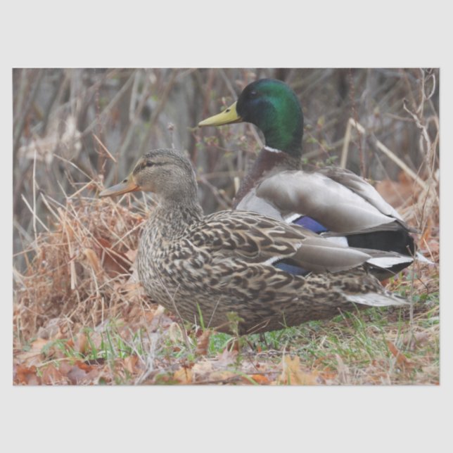 Pair of Mallard Ducks Tissue Paper (Front)