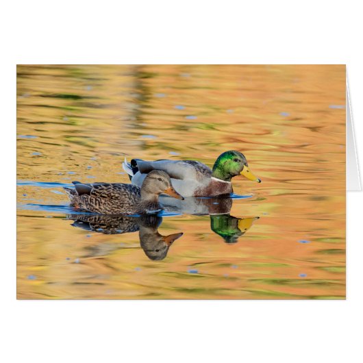 Pair of Mallards Cards (Front Horizontal)
