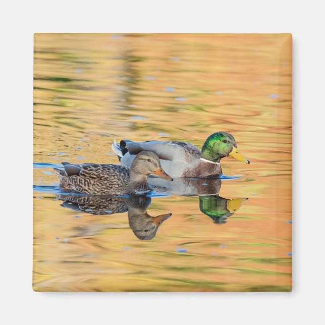 Pair of Mallards Magnet (Front)