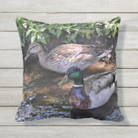 Pair of Mated Mallard Ducks