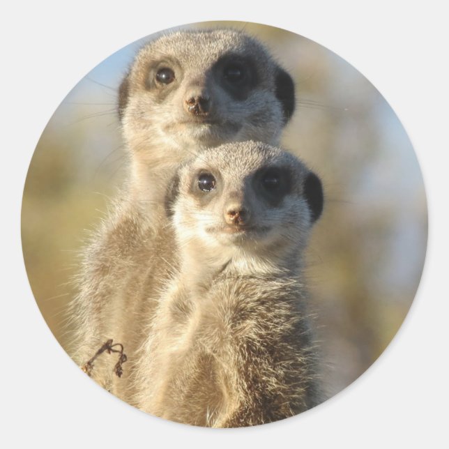 Pair of Meerkats Classic Round Sticker (Front)