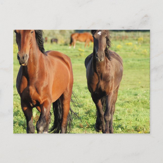 Pair of Morgans Postcard (Front)