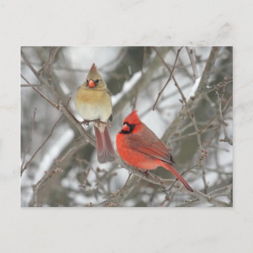 Pair Of Northern Cardinals Postcard